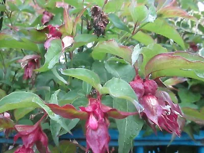 Leycesteria Formosa - Himalayan Honeysuckle 100 Seeds • £3.99