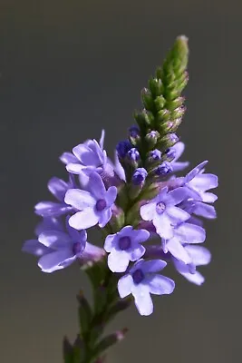 500 Blue Vervain Seeds - Verbena Hastata Seeds - Medicinal Herb - Lovely Flower! • $3.99