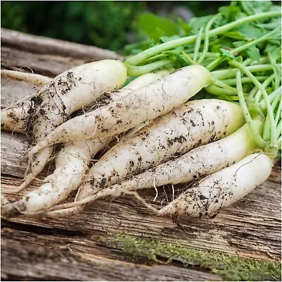 Radish WHITE ICICLE 50+ Seeds HEIRLOOM Vegetable Garden ALL SEASON Winter Hardy • $4.99