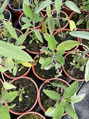 Herbs - 9cm Potted Plants • £5.99