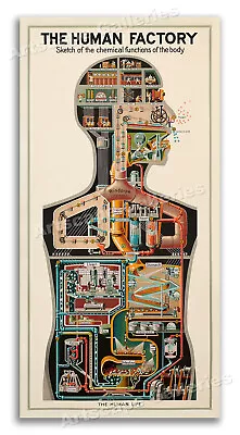 1931 The Human Factory - Vintage Industrial Anatomy Poster - 12x24 • $13.95