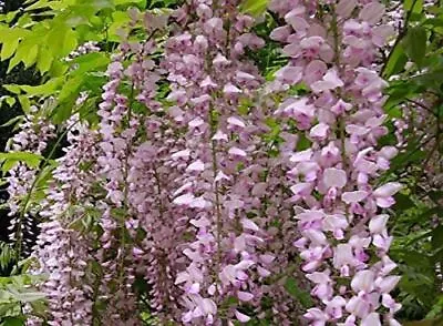 £59.99 • Buy 1X 6FT EXTRA LARGE WISTERIA ROSEA PINK PLANT (Grafted) - FRAGRANT CLIMBER - 7.5L