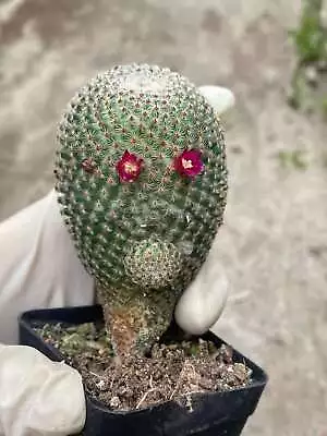 Rare Succulent Living Plant Mammillaria Huitzilopochtii Cactus Plants Ownroot 3C • $18.99