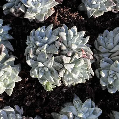 Dudleya Gnoma Rare Succulent Live Plant Live Succulent Cactus • $12.99