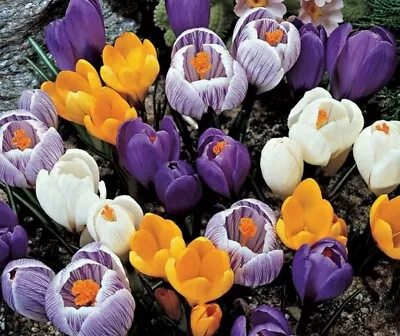 Crocus Species Bulbs Mix (15 Bulbs) Perennial Zones: 4-9 • $12