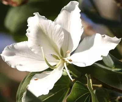 Orchid Tree Bauhinia Mix: White Pink And Purple 12 Seeds • $4.98