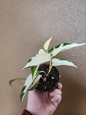 Extremely RARE Mutant Manjula  Houseplant Plant Extra Variegated Rooted 4” Pot.  • $79
