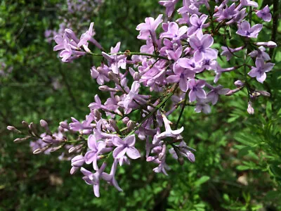 Lilac Syringa Palibin Bush Plant In 2 Lt Pot Hardy Shrub Fragrant Pink Flowers • £14.49