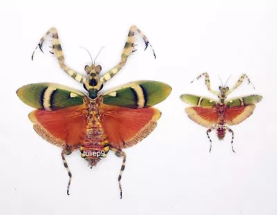 Mantidae - Mantis - Theoprobus Elegans (Pair) - Tapah Hills Malaysia • $38.98