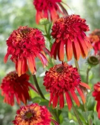 Pack X3 Echinacea (Coneflower) 'Hot Papaya' Perennial LARGE Plug Plants • £12.95