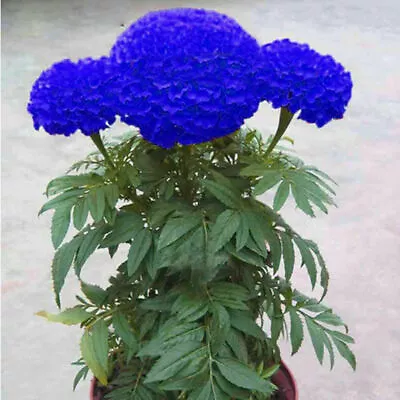 100 Blue Marigold Seeds Home Garden Edible Flower Plant Seed Chrysanthemum • $5.25