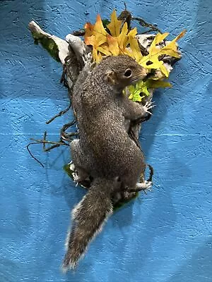 VINTAGE Eastern Gray Squirrel Wall Mount  ~ Taxidermy • $129