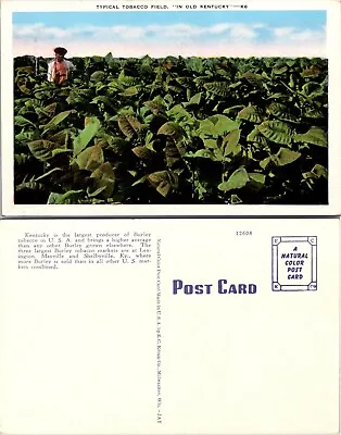 Kentucky Typical Burley Tobacco Field 1930-1945 Vintage Postcard • $7.89