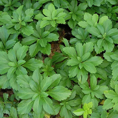 Pachysandra Spurge 108 Plants In 2-1/2 Inch Pots • $249