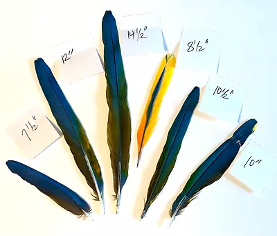 Natural Hybrid Macaw Parrot Tail Feather 6 RARE Mutation Yellow Orange Turquoise • $100