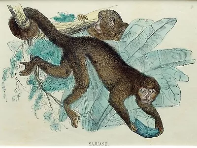£19.62 • Buy (P1) 1863 Original Antique Engraving Hand Colored MAMMALS  (05158)