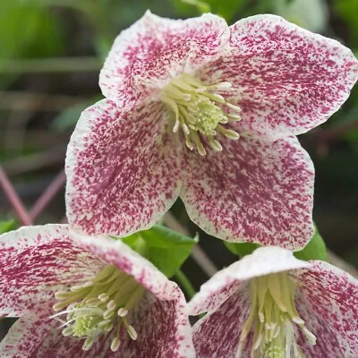 Evergreen Winter Scented Clematis * Freckles * 9cm -3.5 Inch Pot * Climber • £10.99