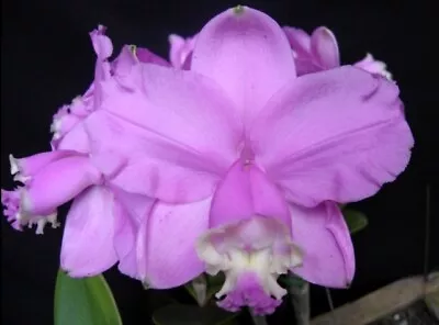 RON Cattleya Orchid C. Loddigesii X Sib SPECIES 50mm Pot  • $20