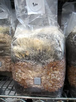 Black Morel (M. Importuna) Mushroom Grow Kit - Colonized Spawn Media • $25.49