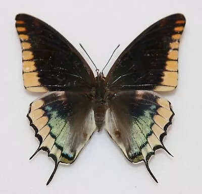 Butterfly X1 Female Charaxes Epijasius (Ghana) • $5.68