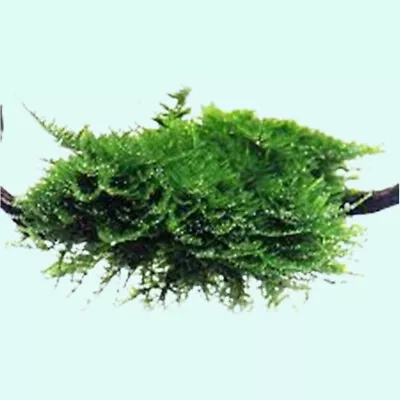 BUY 2 GET 1 FREE Christmas Moss  Vesicularia Montagnei  Live Aquarium Plants • $6.79