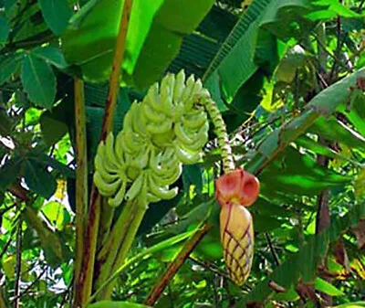 Musa Thomsonii Seeds - RARE HARDY BANANA Exotic - Thomson's Banana - 10 Seeds • $6.98