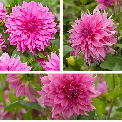 Decorative Dahlia Café Au Lait Rose Tubers. Beautiful Pink Flowers. Easy To Grow • £8.95