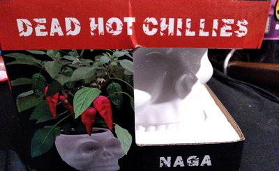 £16.99 • Buy Naga Dead Hot Chillies Grow Your Own Growing Kit Skull Plant Pot. 