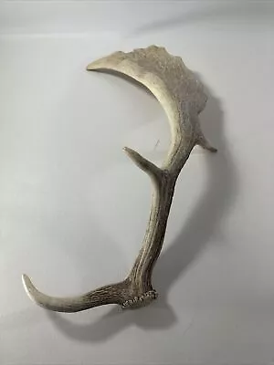 Moose Shed Antler Horn Shed 20” • $55.77