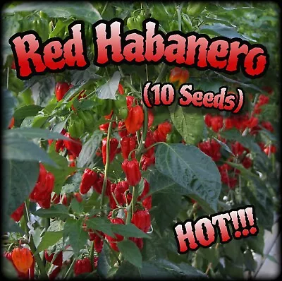 Red Wax Habanero ( 10 Seeds )  • $2.25