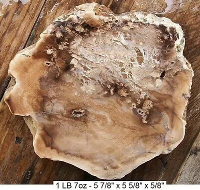 Rare Oregon Mcdermitt Petrified Cherry Wood Full Round Slab - Gorgeous  • $87.99