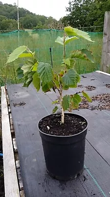 £21.99 • Buy Turkish Hazel Tree - Corylus Colurna, Hazelnut, Edible, 2l Pot - Grown In Wales
