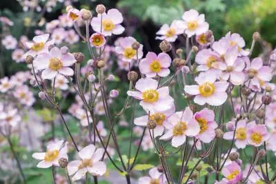 Anemone Hupehensis 'Japanese Anemone' 15 Seeds Japanese Windflower • £2.59