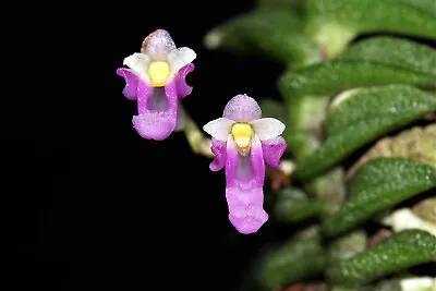 Schoenorchis Scolopendria Miniature Creeping Orchid Mounted • $28.05