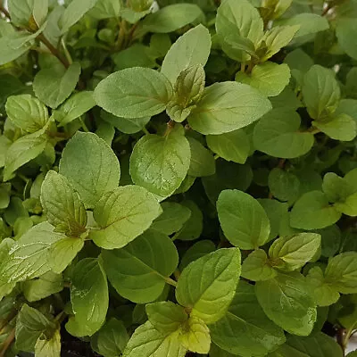 Mint 'Black Mitcham' Medium Plug Plants X 4. Peppermint Herb. Culinary & Frag... • £9.95