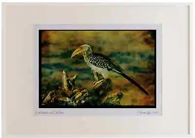 268056 Yellowbilled Hornbill Watercolour Picture Frame Ltd Ed A3 • £58.99