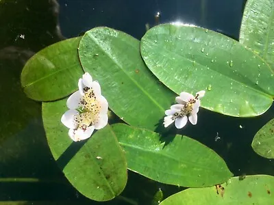 5 X Water Hawthorns Marginal - Deep Water Pond Plants Young ****free Postage**** • £8.79