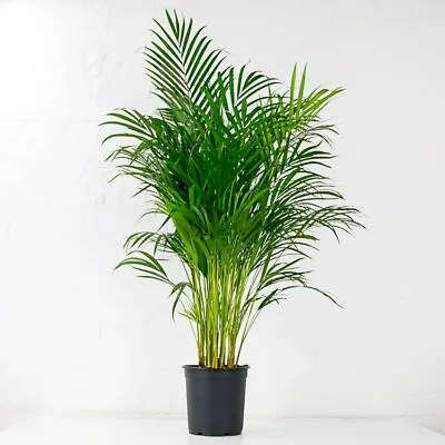 Areca Palm Plant 130cm | Dypsis Lutescens | Oxy-Plants • £49.99