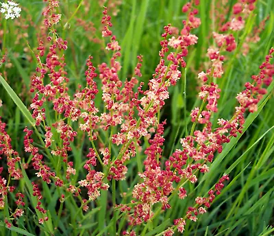 £3.49 • Buy Herb Sheep's Sorrel Rumex Acetosella 2400 Seeds Perennial + 4  FREE PLANT LABEL