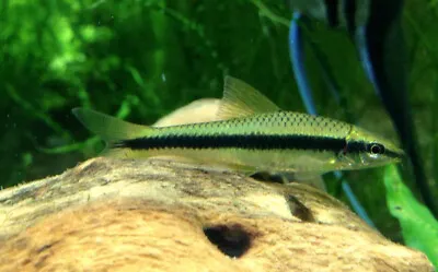 3 True Siamese Algae Eater Live Freshwater Aquarium Fish • $44.99