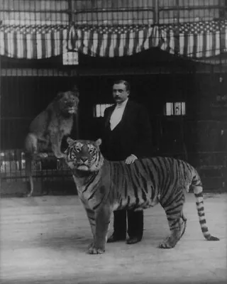 Man In Cage W Tiger & Lion Hagenbeck'S Trained Animals 8x10 PRINT PHOTO • $6.98