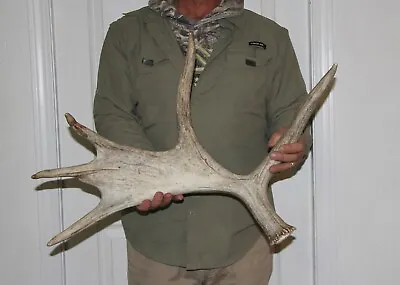 Beautiful 5 Pt. Moose Shed #1 Antler Mount / Sheds Antlers Whitetail 1116 • $135