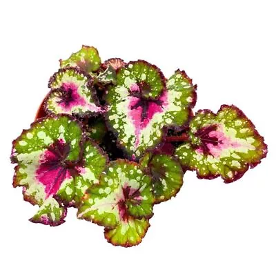 Harmony's Crazy Love Begonia Rex 6 Inch Pink Tail • $43.74