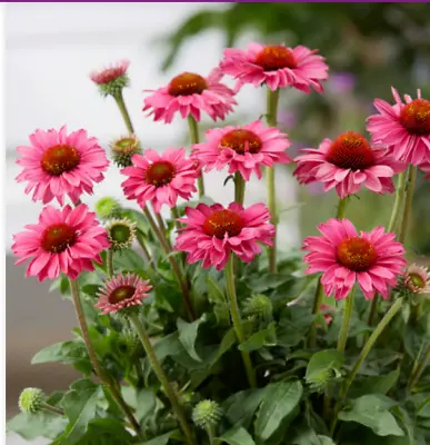 Echinacea Sunseeker Magenta Plant Perennial 2 X 9cm POT Plant Now Summer Flower • £8.99