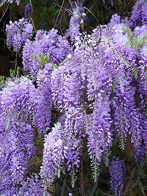 £6.95 • Buy 12 X Chinese Wisteria Seeds (Wisteria Sinensis) - Flowering Tree Or Bonsai