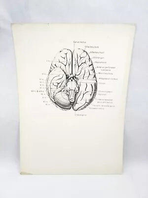 13 Large Harvard Medical School Vintage Anatomy Charts Poster Diagram Wall Decor • $1040