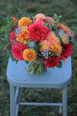 Dahlia Bouquet Combo 10 Different Seed Types ~200 Seeds • $10