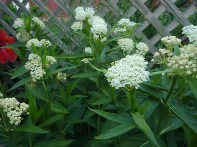 Swamp Milkweed/white Milkweed Asclepias Incarnata Seeds 100 • $4