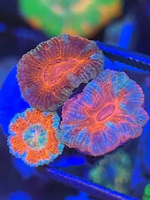 Acan Pack - Reef Kingdom Coral Salt Water Tank WYSIWYG • $30