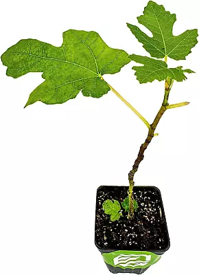 Black Mission Fig Tree Live Plant - Ficus Carica -  Starter Plant  • $22.66